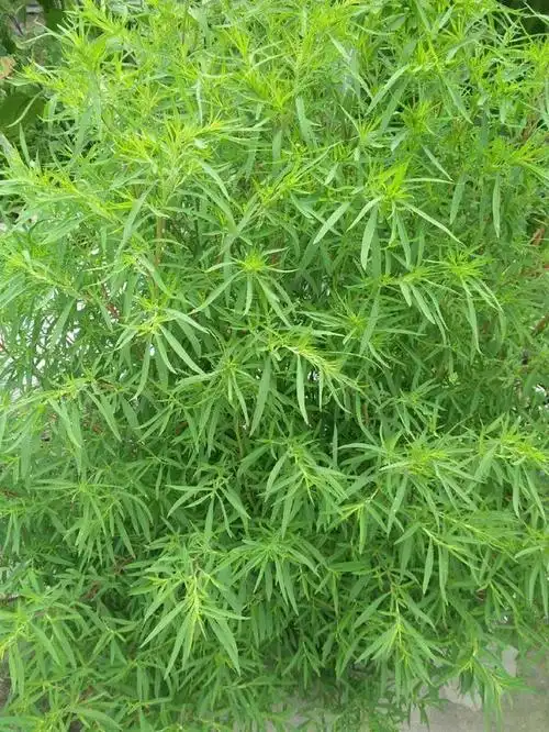 扫帚菜又名地肤,别名扫帚苗,铁扫帚,野菠菜,可食用也可药用_网易订阅