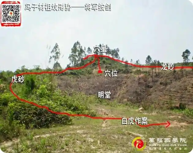 旋覆花功效与作用(旋覆花的功效与作用降气)