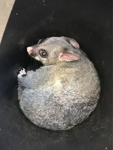 负鼠放生记releasinganotherpossum