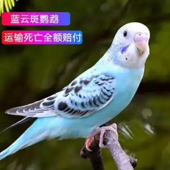 鹦鹉活体手玩鸟能学说话的鹦鹉宠物鸟鹦鹉活体鹦鹉 运输笼 蓝色云斑