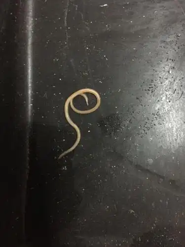 小狗三天拉了有二十条这虫子了,怎么办,喂了半个驱虫药了