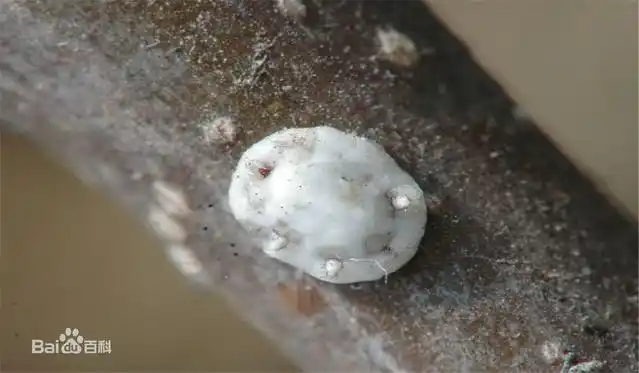 日本龟蜡蚧繁殖速率快,繁殖数量多,3-4月就开始取食.