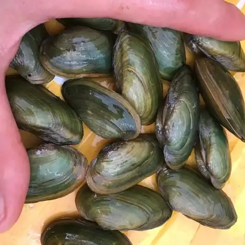 狮湾溪蚬黄金蚬小河蚌河蚬活体淡水冷水原生宠物小型