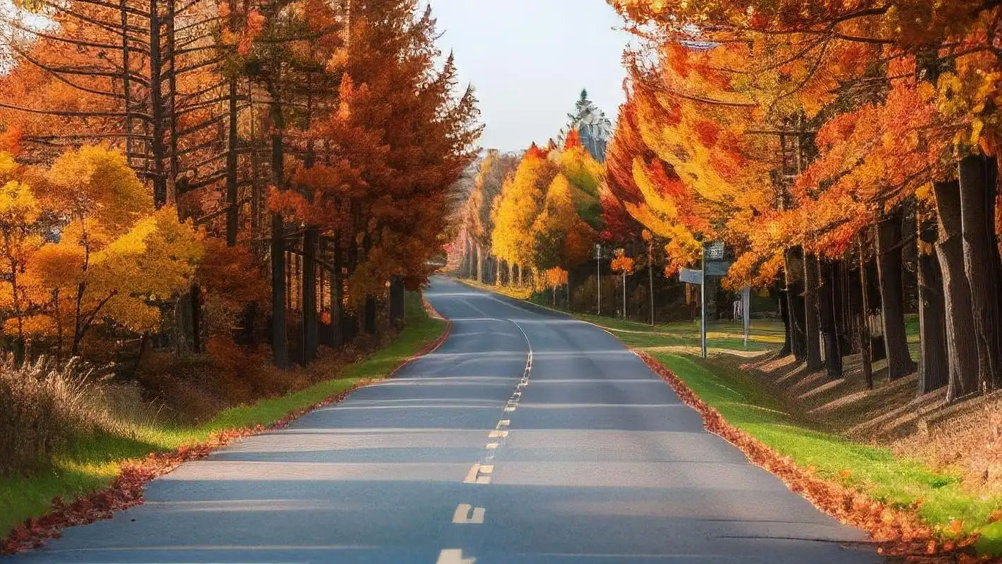 枫叶背景图,秋日漫步时光 秋意渐浓,漫步在满地的红叶中♀,感受大自然