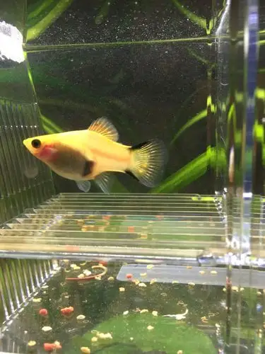 我的新月鱼怀孕了吗?多久会生呢?胎斑从一个月前就有了