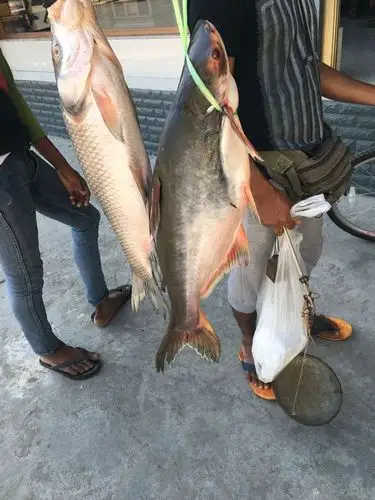 请问这是什么鱼?