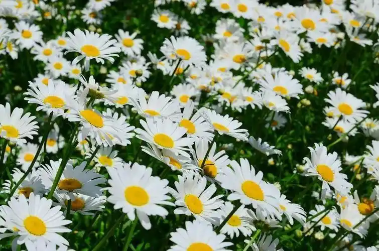 每日一花大滨菊花色洁白素雅花期长达5个月左右