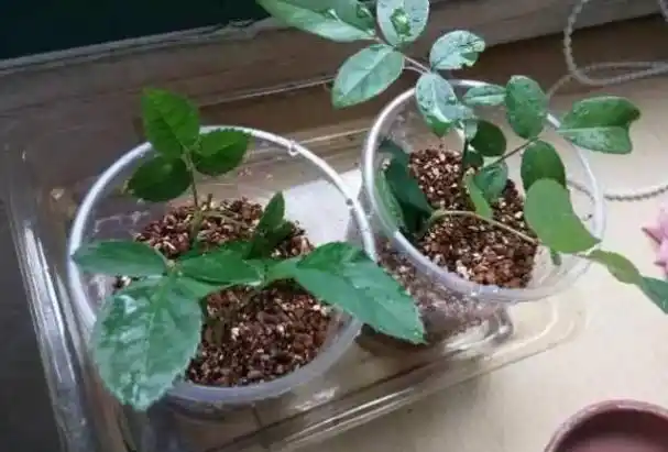 月季花的扦插懒人方法水养(月季花的扦插很简单,成活率高!