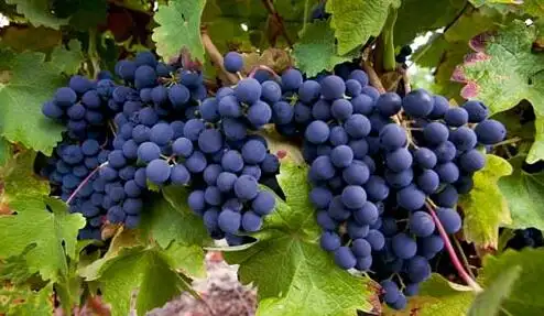 2010木桐价格查询2010木桐价格表