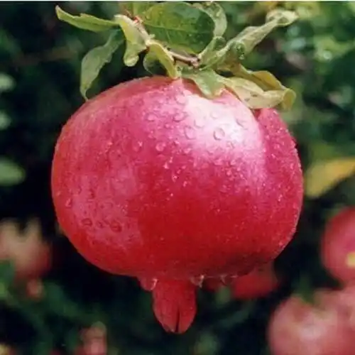 p>大果黑籽甜石榴多年生枝条粗壮,果实近圆球形,果皮鲜红,籽粒黑玛瑙