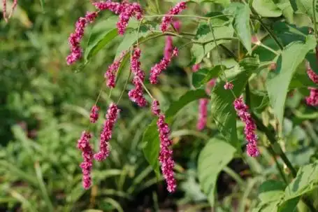 《诗经》中的植物——蓼蓝
