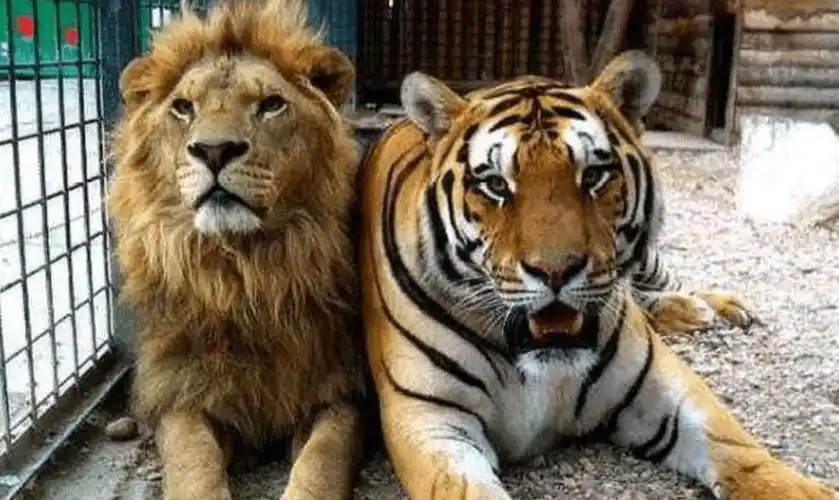 老虎和狮子有生殖隔离,为何还有雌性狮虎兽能生下狮狮虎兽?