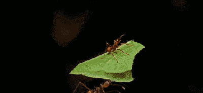 众所周知,蚂蚁可以举起超过自身体重几百倍的东西.