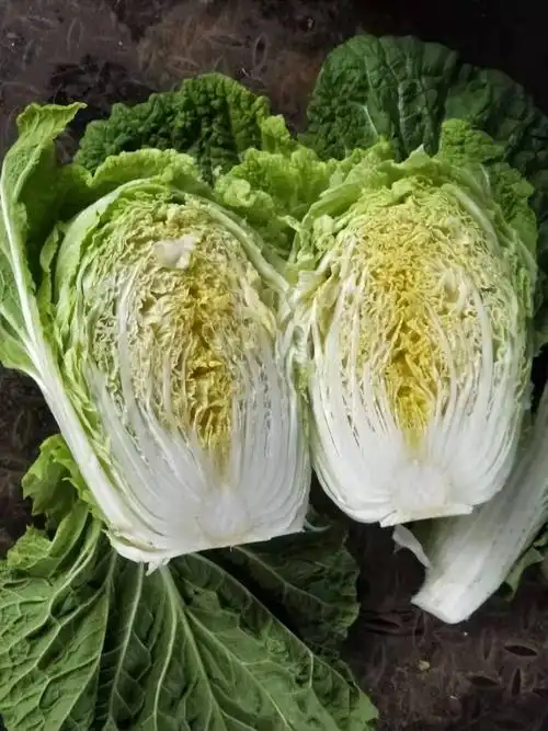 [菊锦大白菜批发]菊锦大白菜 3~6斤 毛菜价格0.46元/斤 - 惠农网