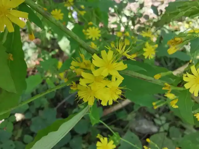 基生叶匙形,莲座状簇生,茎生叶小,披针形