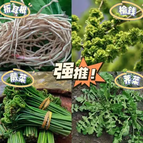 春天从吃野菜开始你吃过几种
