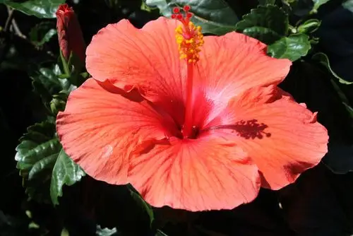 扶桑是马来西亚和巴拿马的国花,又是夏威夷的州花.