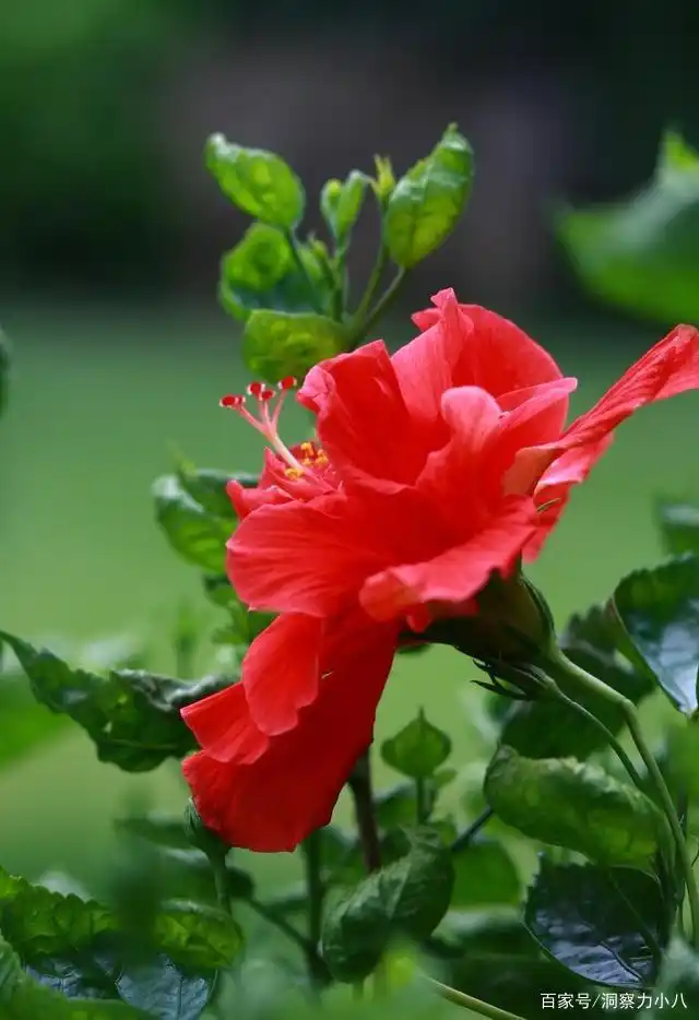 被名字耽误的"扶桑花",花语"寓意好",每次花开比碗口大