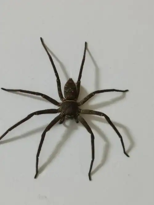 官山保护区白额巨蟹蛛