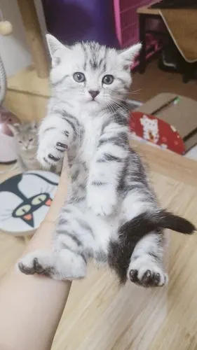 上海张江板块 美短奶猫找新家