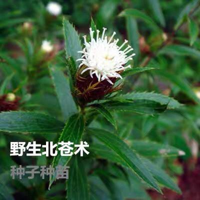 东北野生苍术北苍术中草药植物关苍术山野菜枪头菜种子种苗盆栽