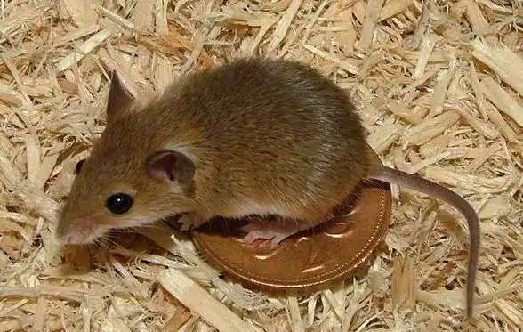 全球最小的动物,看上一眼就给萌化了,连老鼠都不讨厌了!_网易订阅