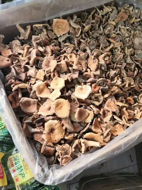 野生松树菌寒菌枞菌松乳菇干货野生菌食用菌干品谷熟菌铜绿菌 松树菌