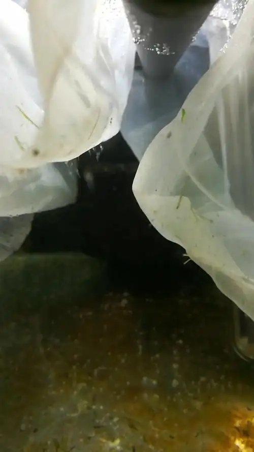 玫瑰鲫鱼卵的孵化记录190416