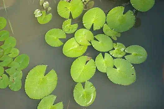 花束荷叶图片_花束荷叶图片大全_花束荷叶图片下载