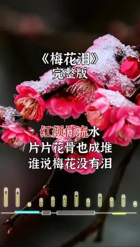 梅花泪-音乐视频-搜狐视频
