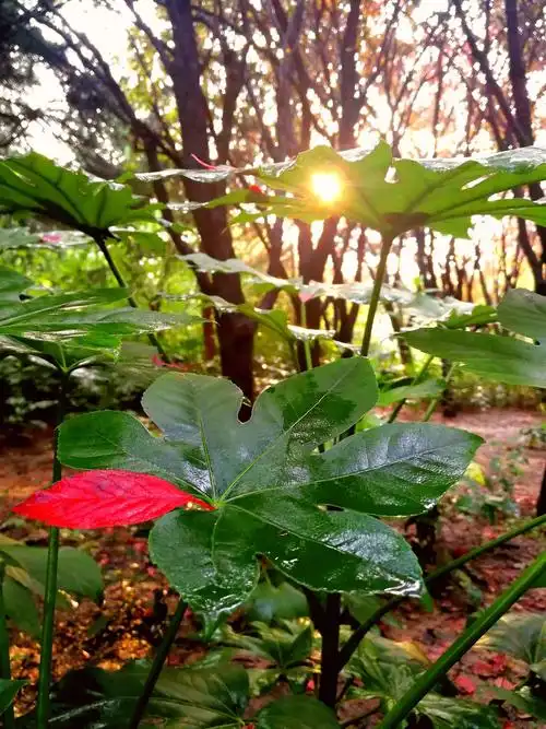 雨后天晴 - 美篇