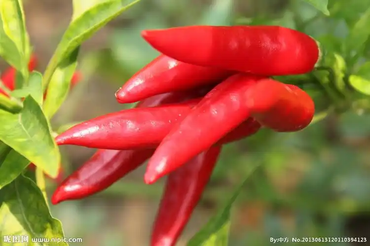 辣椒图片