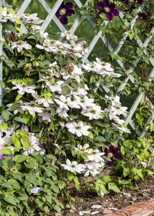 风情万种铁线莲