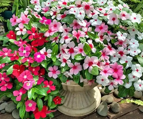 5种四季开花的盆栽植物,天天都有花赏!