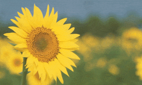 开在高铁站旁边的向日葵花海,错过今年的花期,明年请早