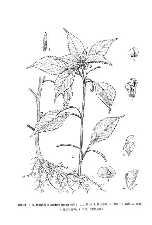 西藏凤仙花impatienscristatawall