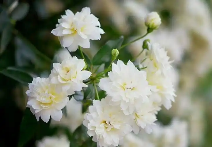 春季最后盛放的花——荼蘼