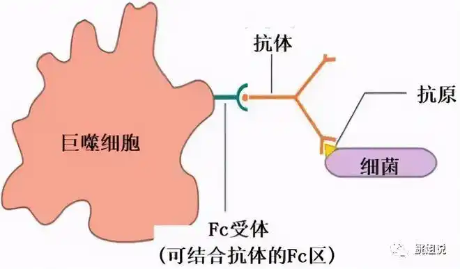 抗体|病原体|免疫_网易订阅