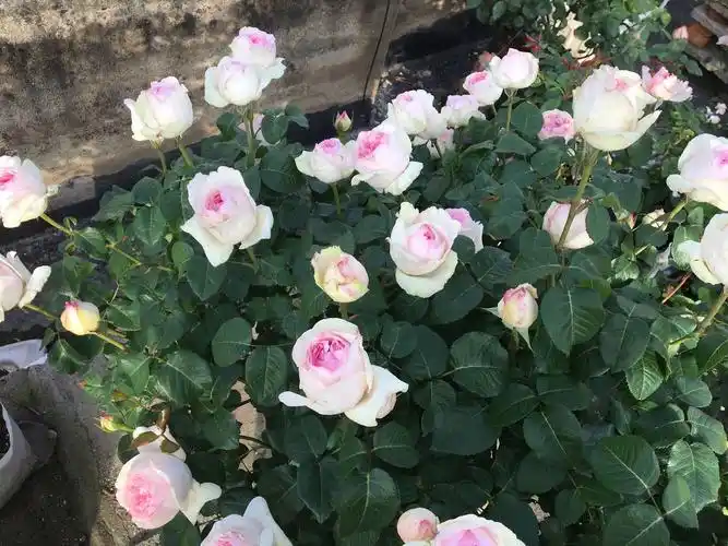 伊芙·乙女心—月季界的"仙女",又美又仙,浓香四溢,四季花开