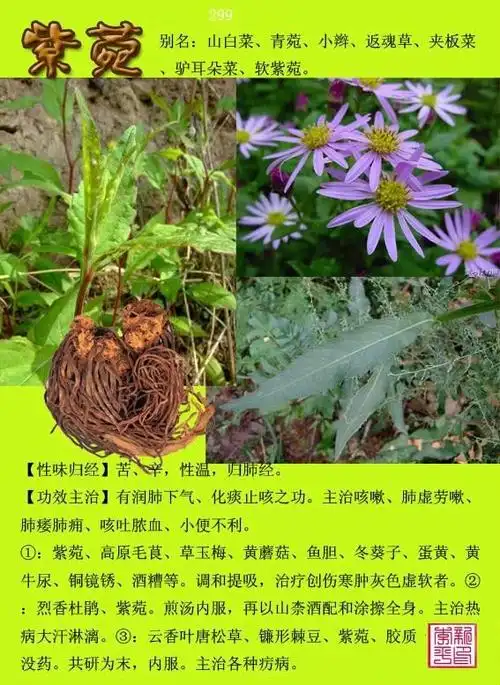 常用中草药300种图谱