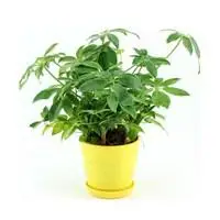 七叶莲微信头像美图【点击鼠标右键下载】