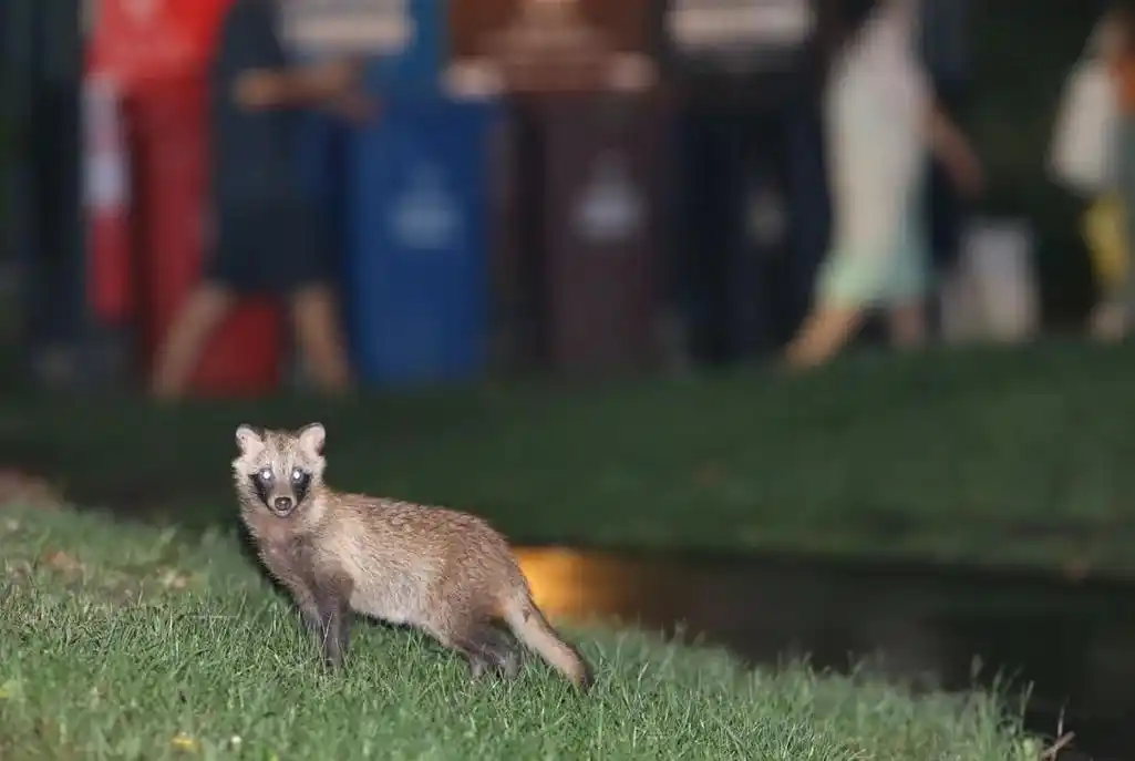 保护野生动物宣传月即将开幕!看申城原住民"貉"以为家(附高清视频)