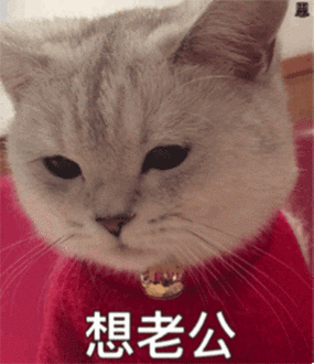 想老公(猫咪表情包)_老公_猫咪表情
