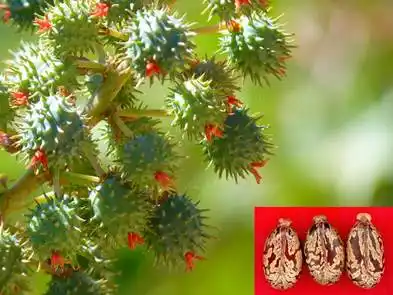 用来"袭击"五角大楼的蓖麻毒素有多恐怖?