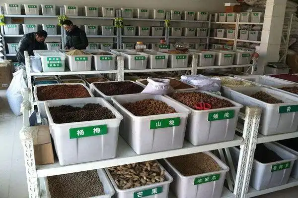 齐河县一硫化菊种子专业销售供应价格低