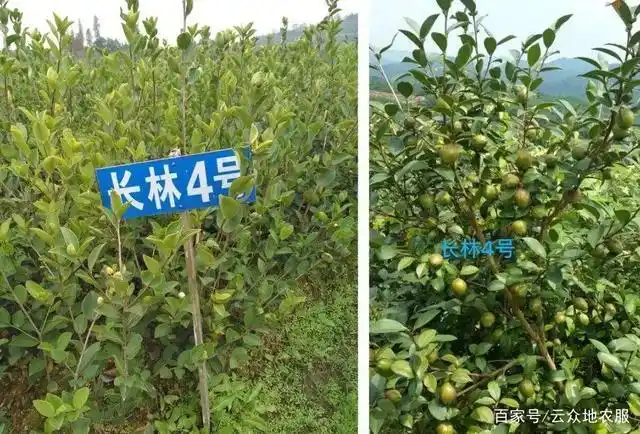 长林油茶苗哪个品种好?长林4号等品种适应性好,需因地制宜选择