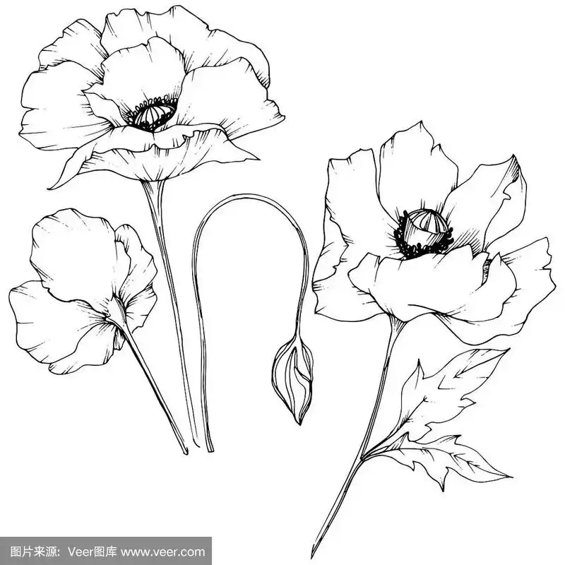 野花罂粟在一个矢量风格孤立.