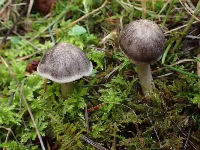 荒野维生野菜系列棕灰口蘑