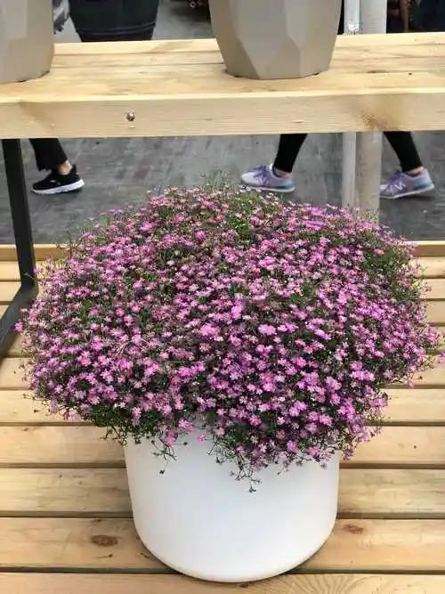 不同颜色满天星花语和寓意(不同颜色的满天星花语,千万别送错了哦!