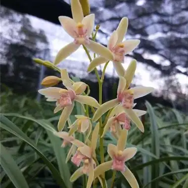 金边大果冠10壮苗头2花苞 - 中国兰花交易网